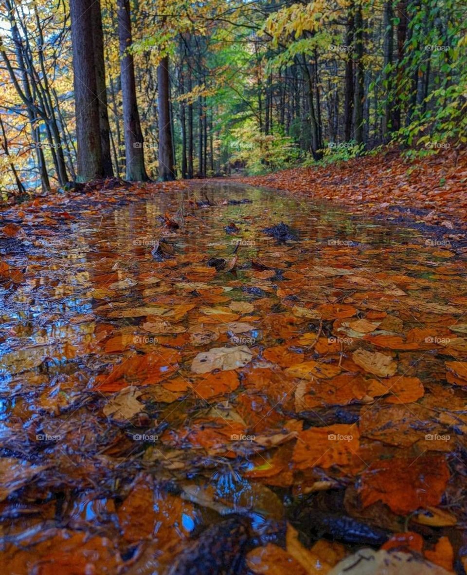 Enchanced lens: exploring the magic forest mission