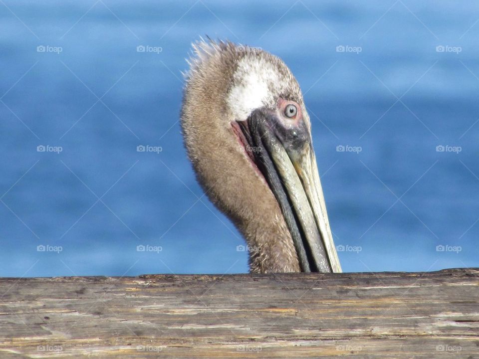 Peek-a-Pelican