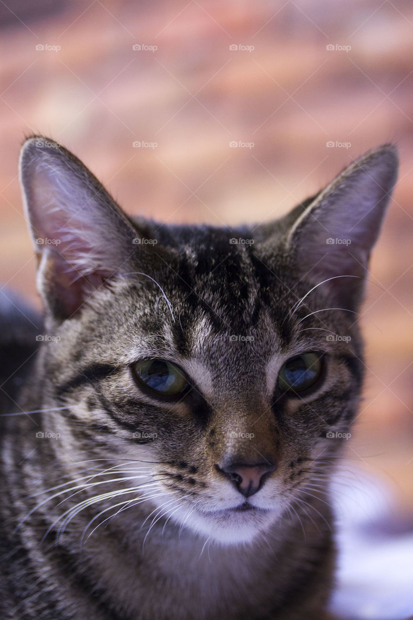 Portrait of a tabby cat