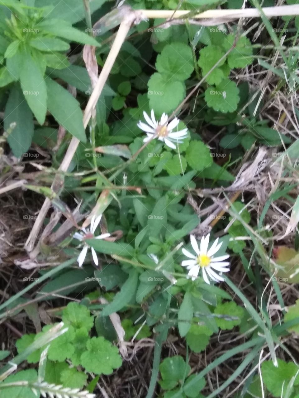 small flowers