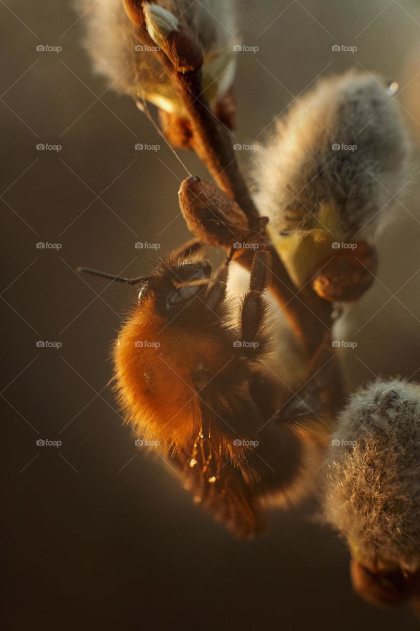 Bumblebee on pussy willow tree, close up