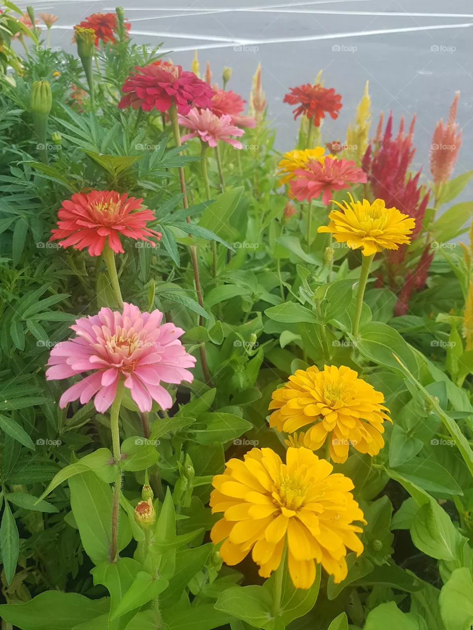 Zinnia  View
