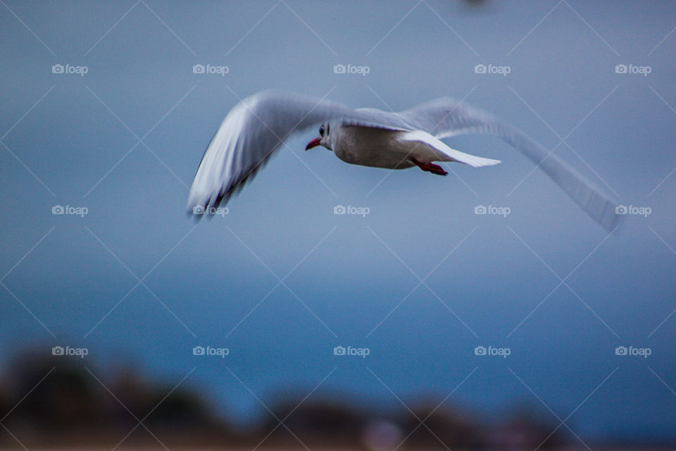 Seagull. Bird in the fly