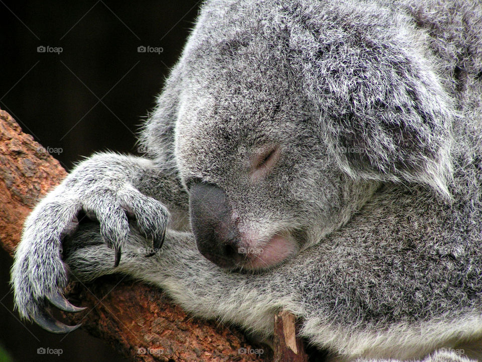 Sleeping koala close-up