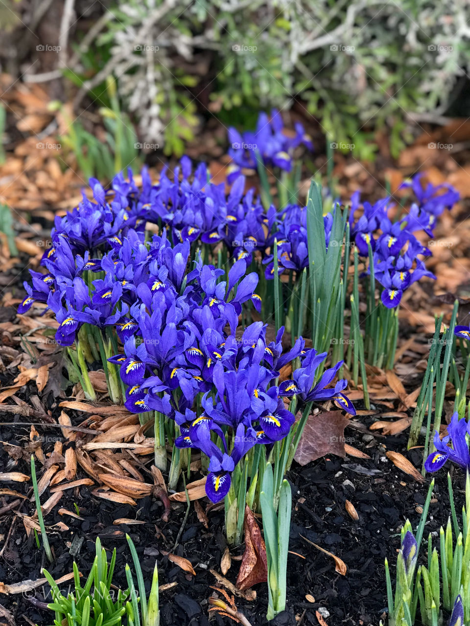 Spring has sprung! Beautiful bright blue dwarf iris with yellow centres are blooming along my town’s main street. Feb 18 is not too, too early for our part of the country. 🇨🇦