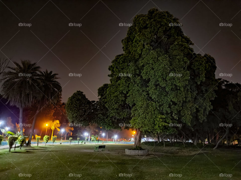 Night view of a Tree in the park