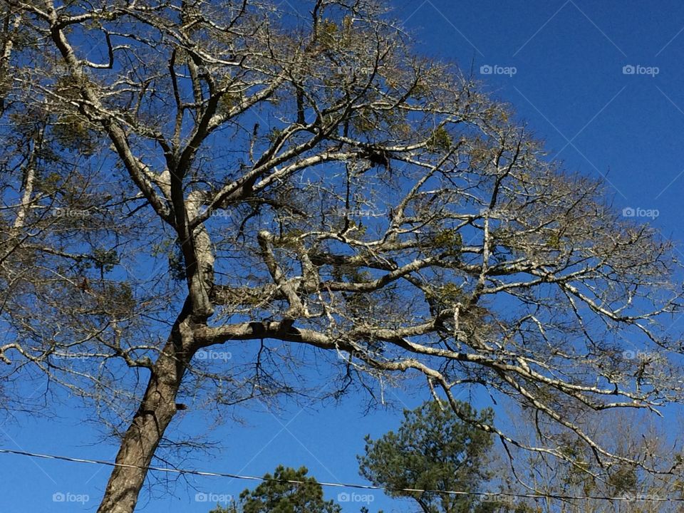 Tree against bright blue sky