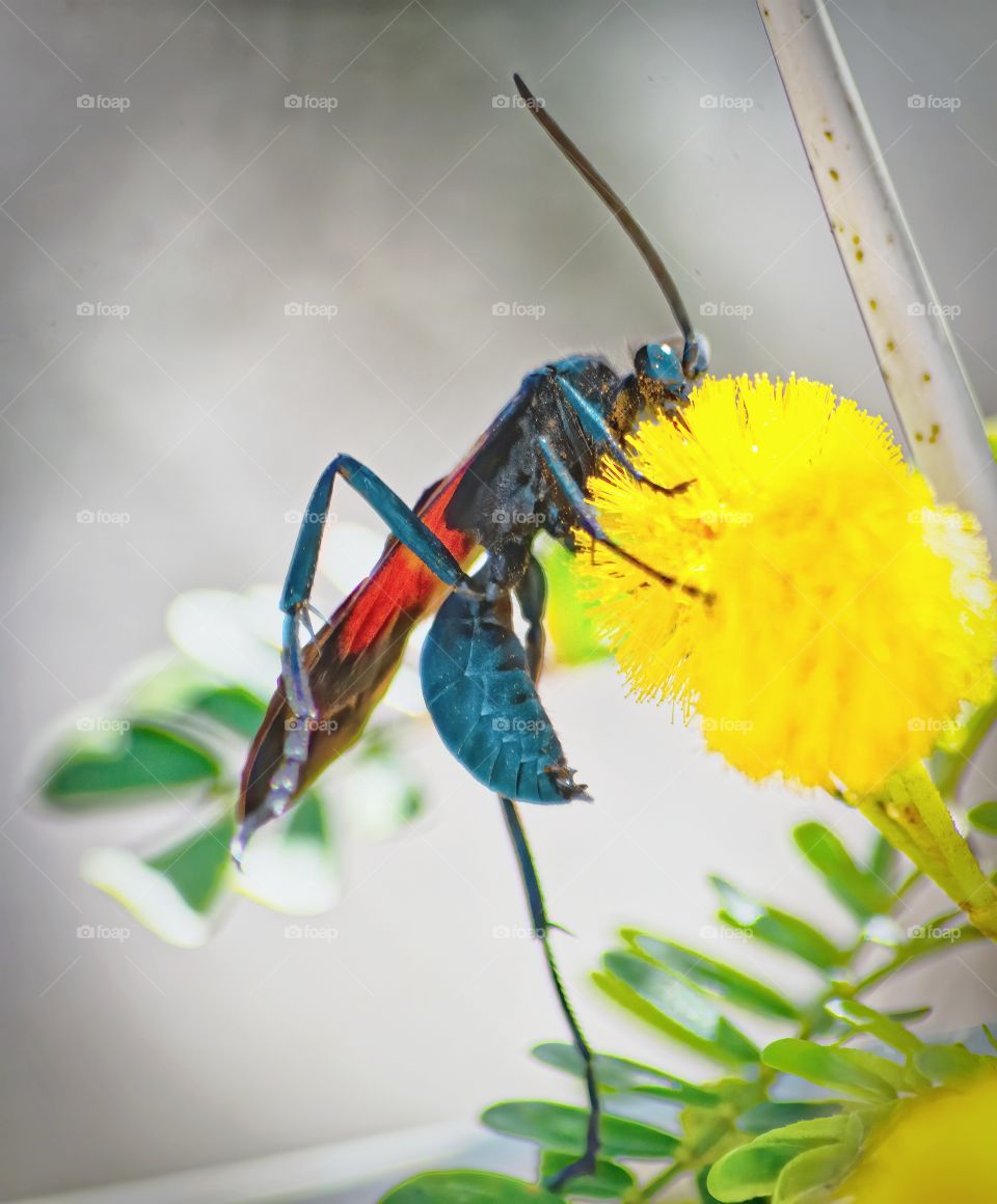 Wasp in the flower