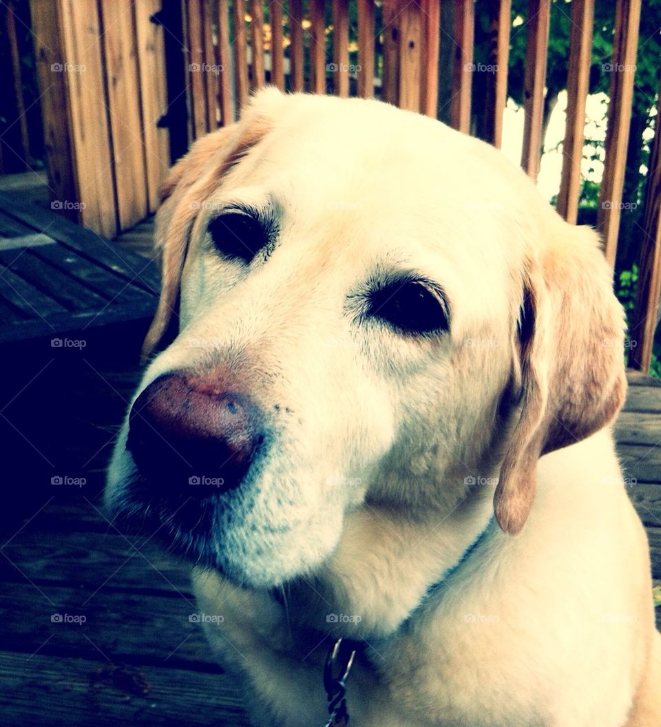 Sweet Sally the Yellow Lab