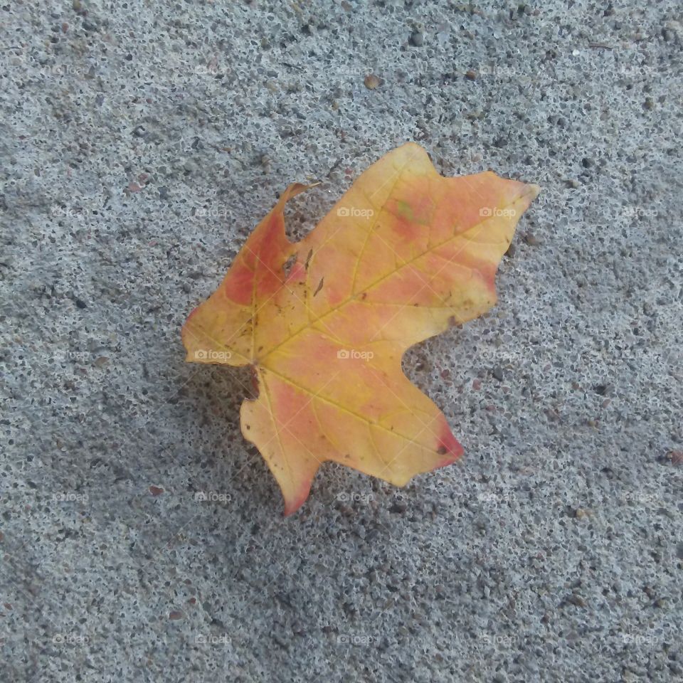 leaf