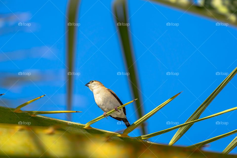 a small bird sits on a green palm branch