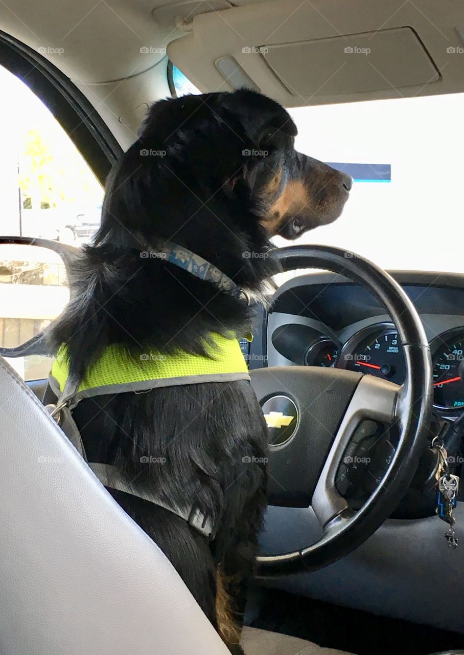 My Sisters dog applying for an Uber Driver position 