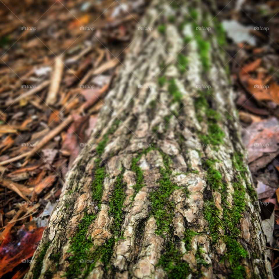 Moss on a log 