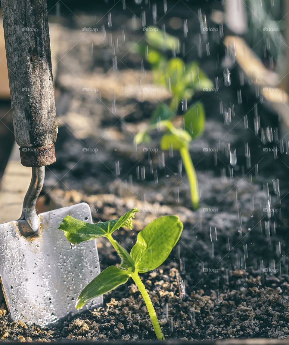 Newly planted seedlings receive a light watering.