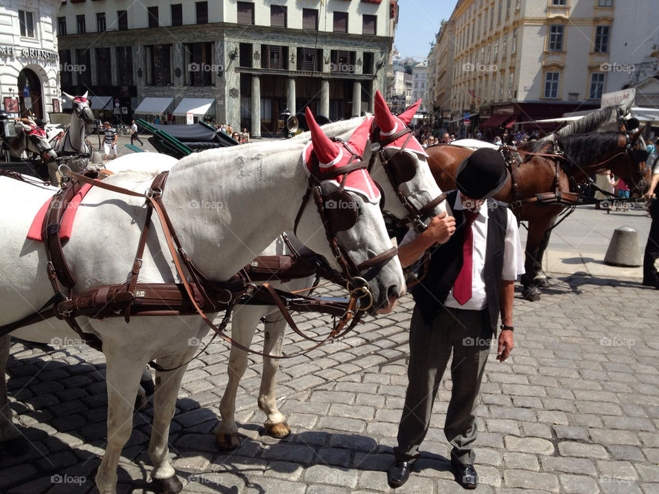 horses wien carriage vienna by twister