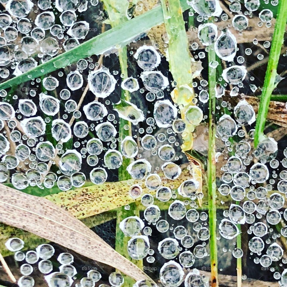 Spider web with dew