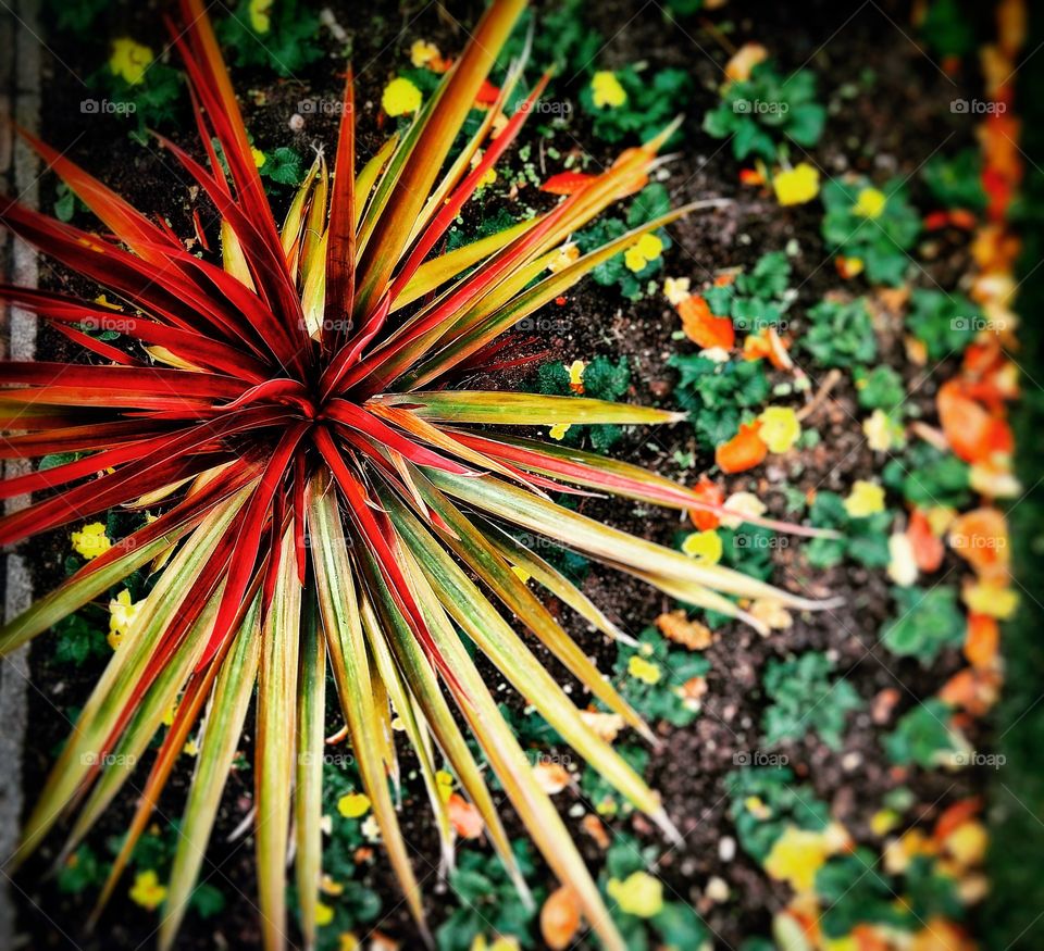 Colourful plants with a blur. Fake Fireworks