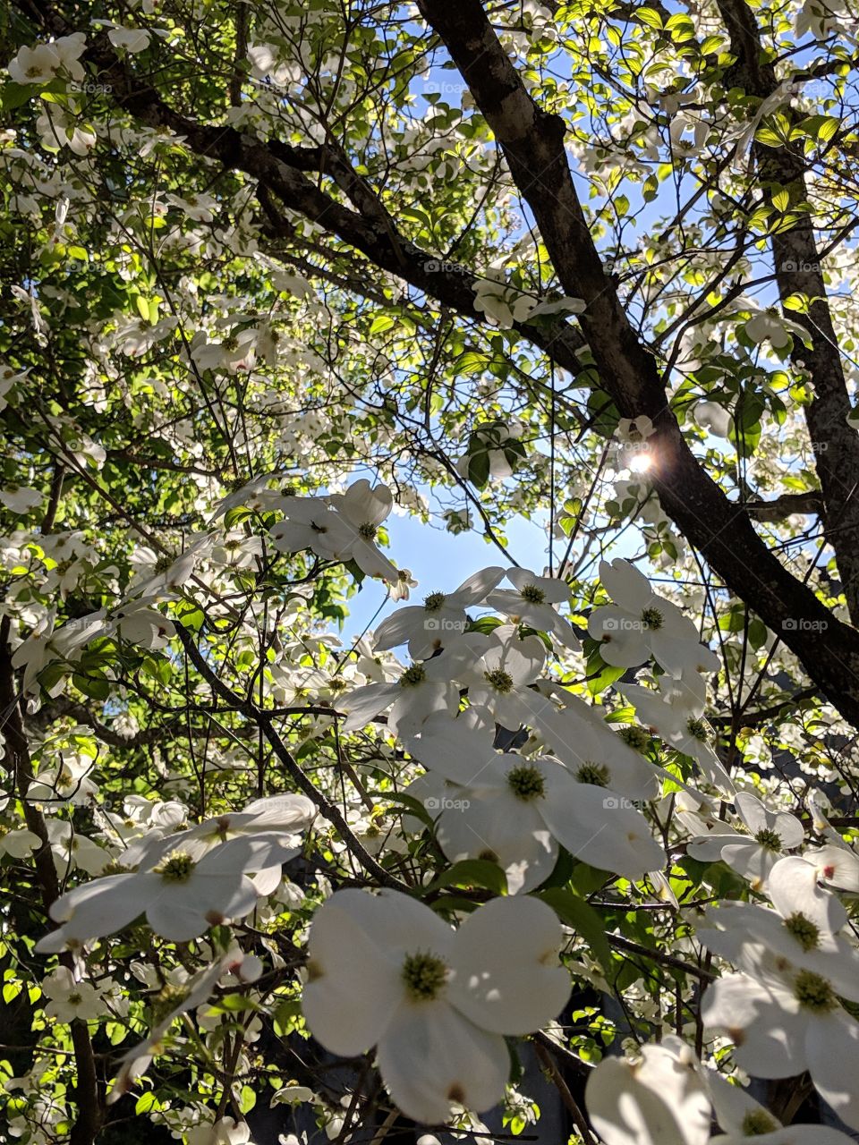 dogwood