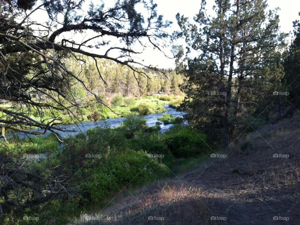 Babbling Brook. Spring Hike