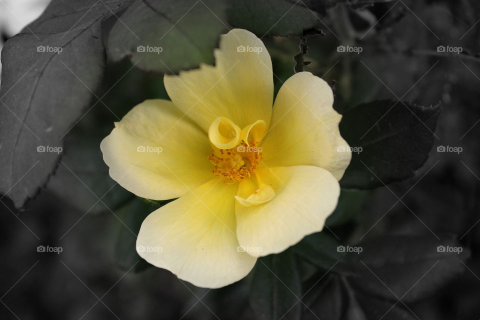 A pretty yellow rose with a black background 