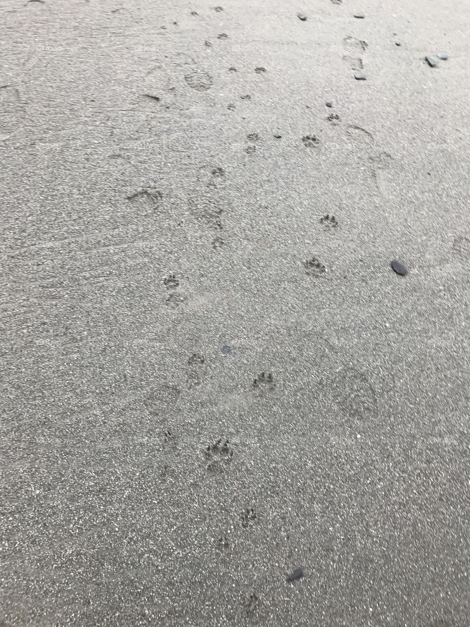 Dog prints on beach 