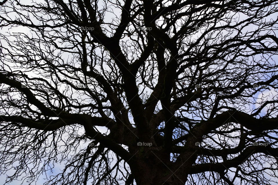 Tree branches in silhouette 