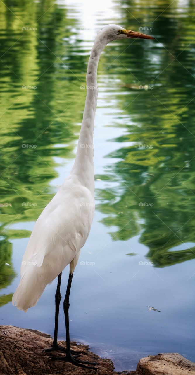 Great Egret and the green reflections of trees to the water