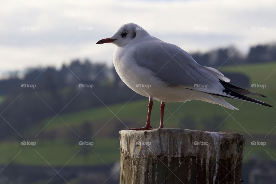 Seagull perching on wooden post