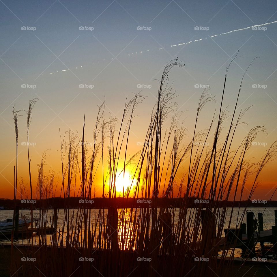 sunset reeds. i liked how the sun showed through the reeds