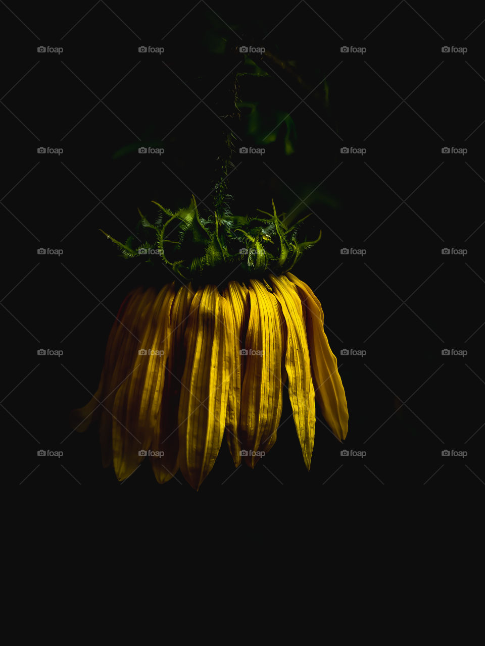 Dying sunflower illuminated in the dark highlighting the texture, shapes and lines of the petals and the base of the flower.