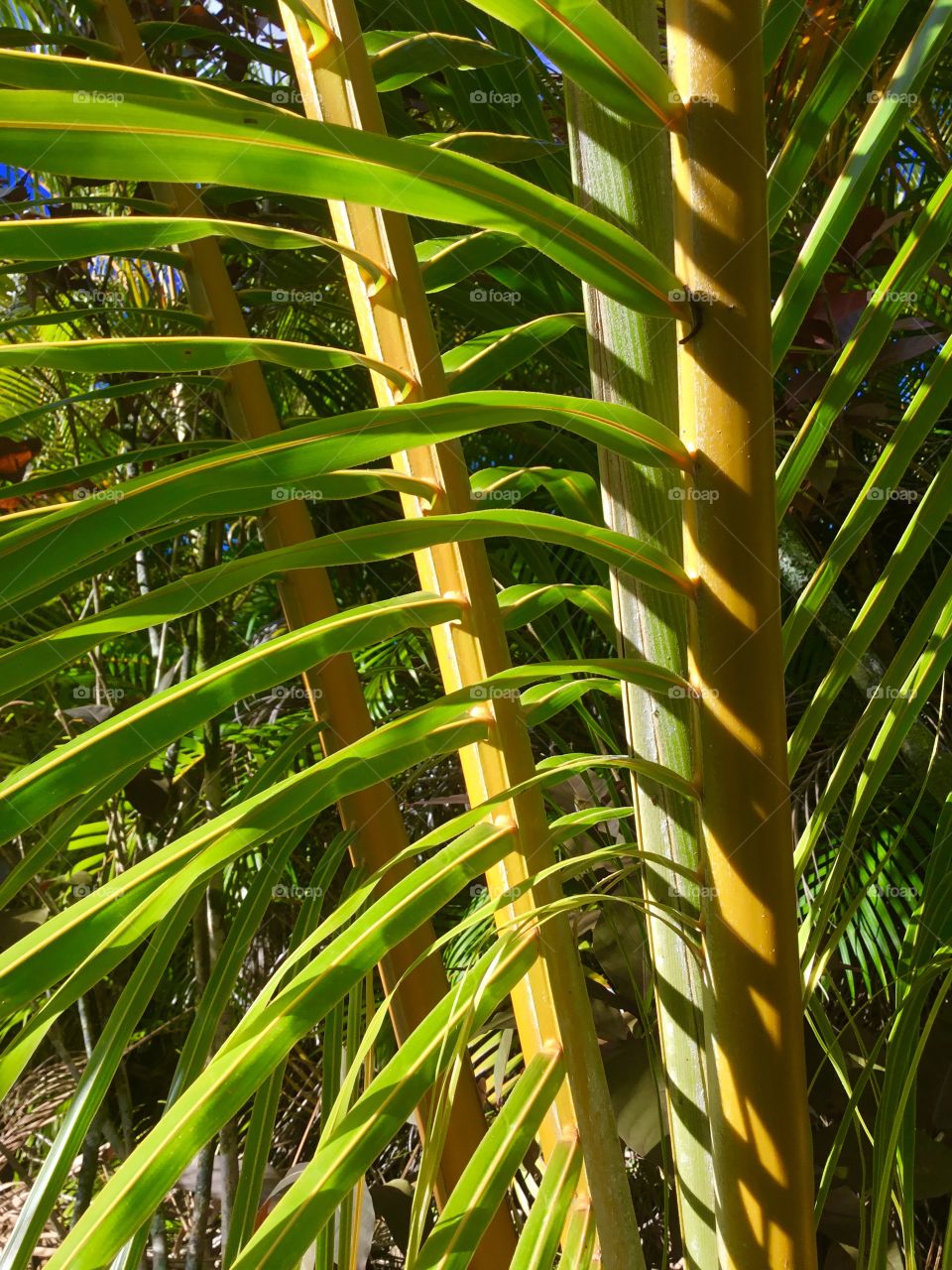 Fronds on the Big Island 