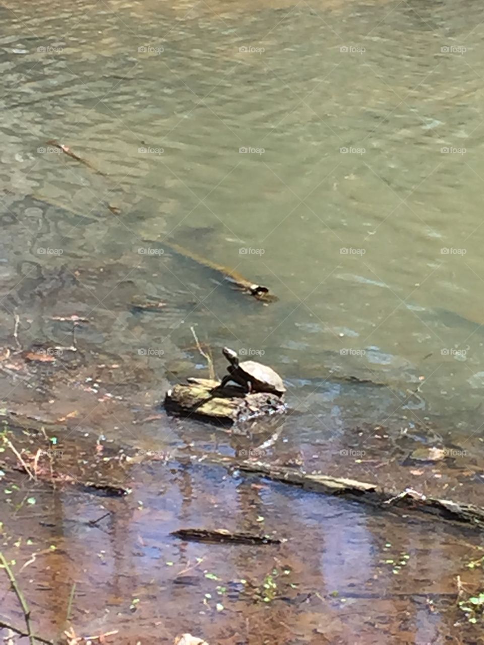 Sunbathing Turtle. A little turtle enjoying his rock in the sun