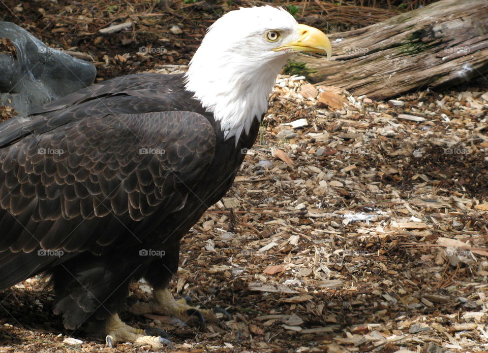 Close-up of bald eagle