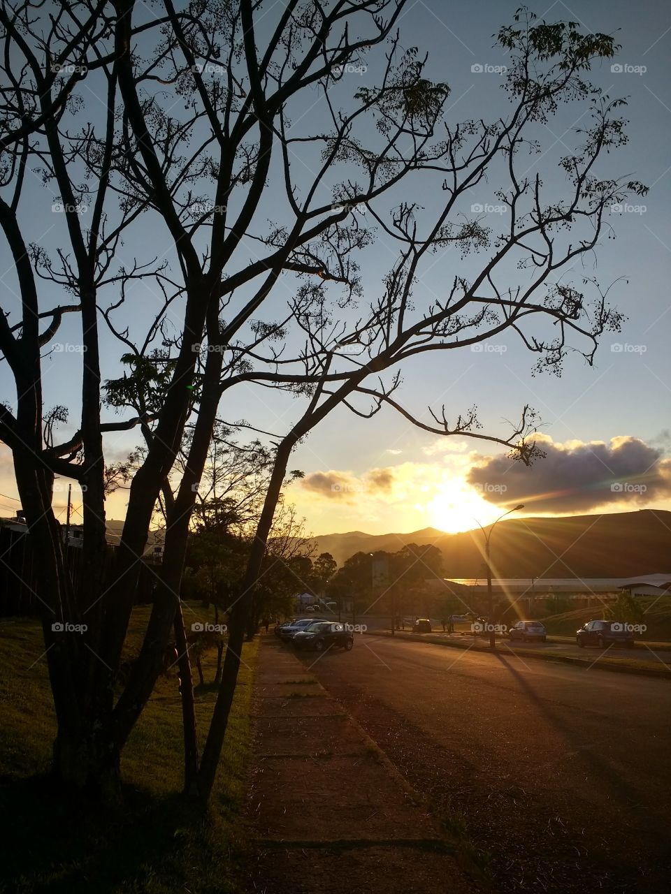Sunset between tree and clouds