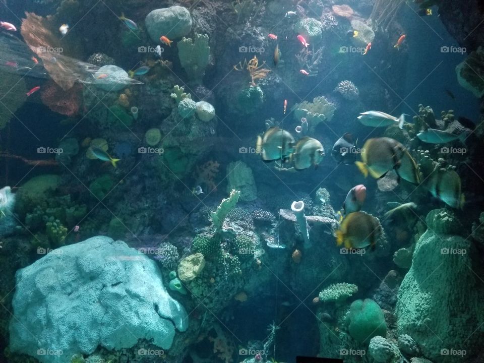 Underwater, Fish, Coral, Reef, Scuba