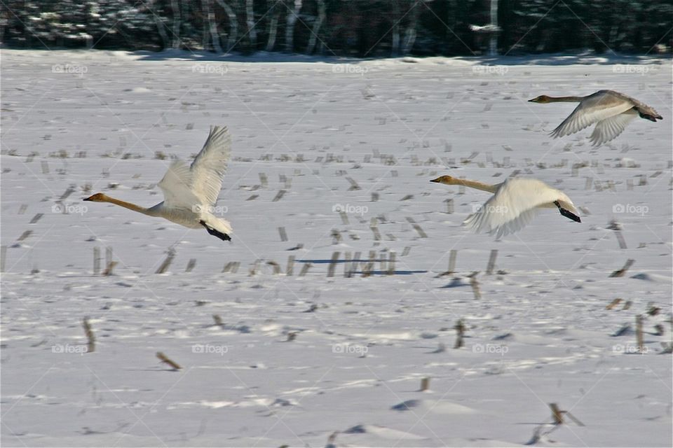 Migrating swans, Germany