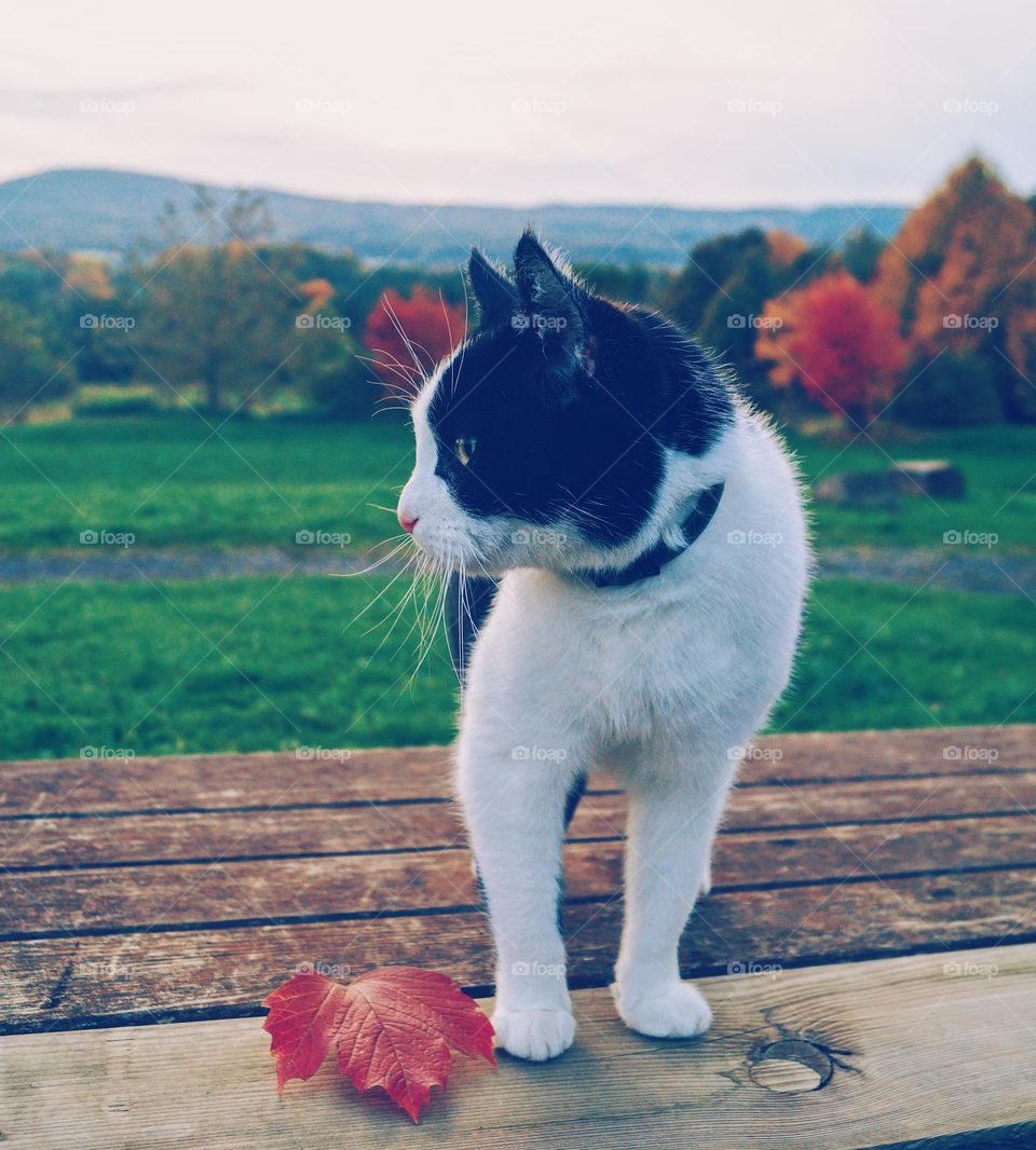 Outdoor cat 