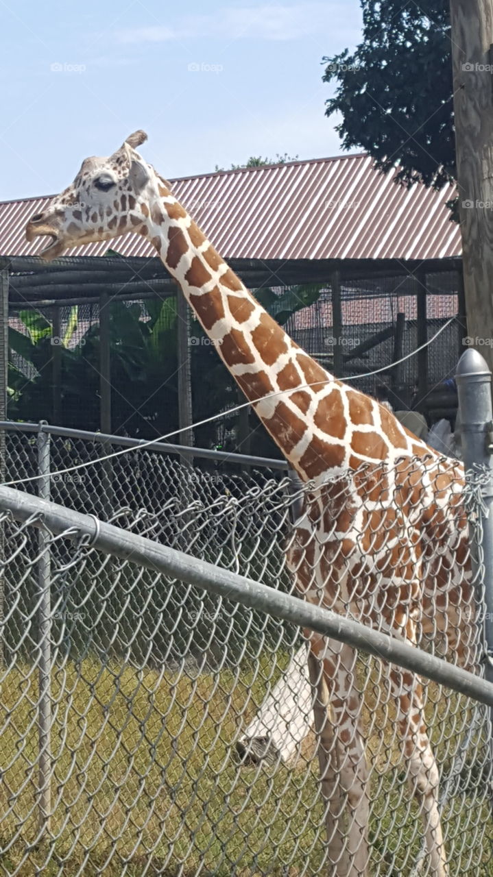 Giraffe