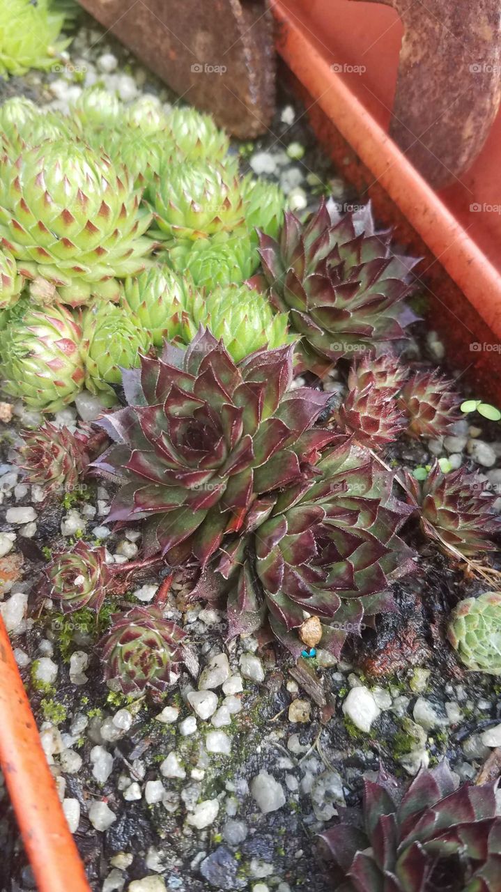 Sempervivum succulents
