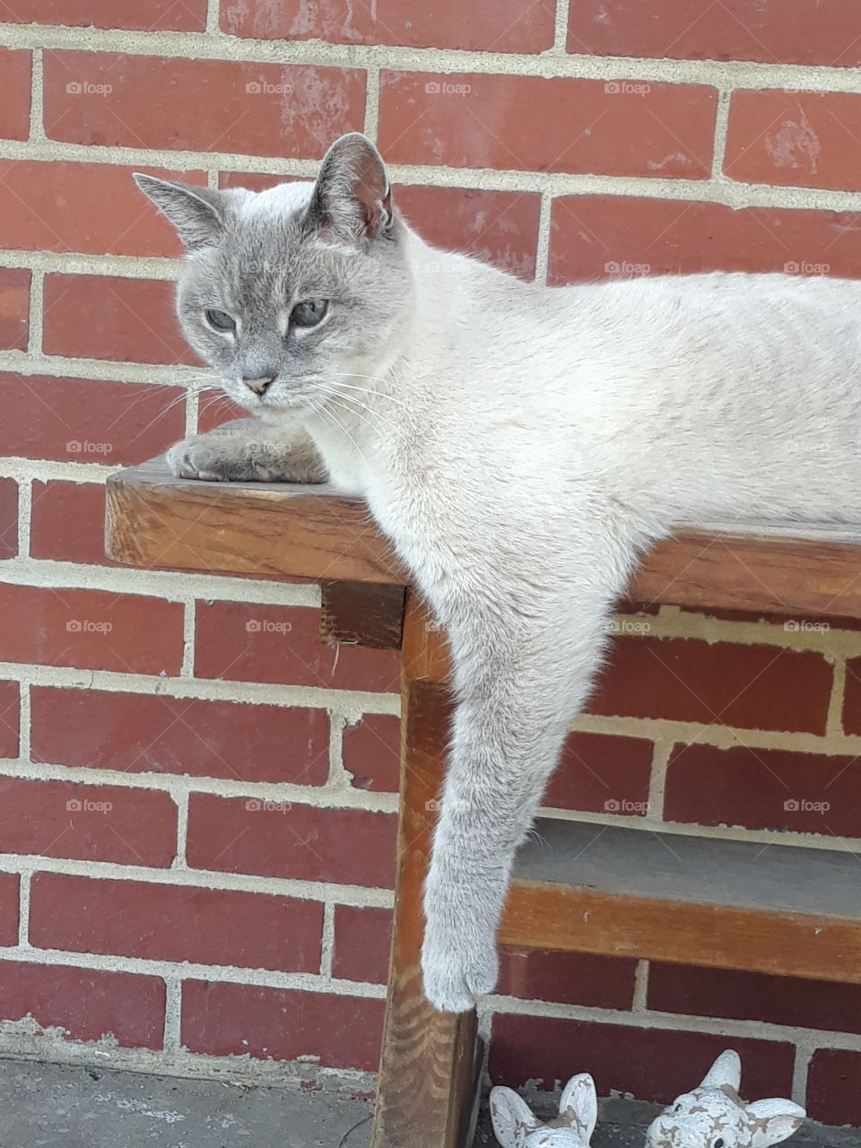 Siamese Tabby Cat on a bench with a brick background