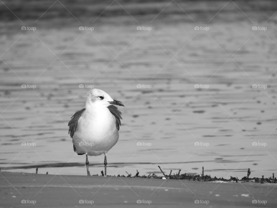 Coastal styling and profiling