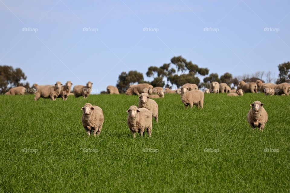 Flock Australian wooly sheep, lambs and ewes in green meadow pasture field, South Australia, pastoral, grazing, wool and lamb production