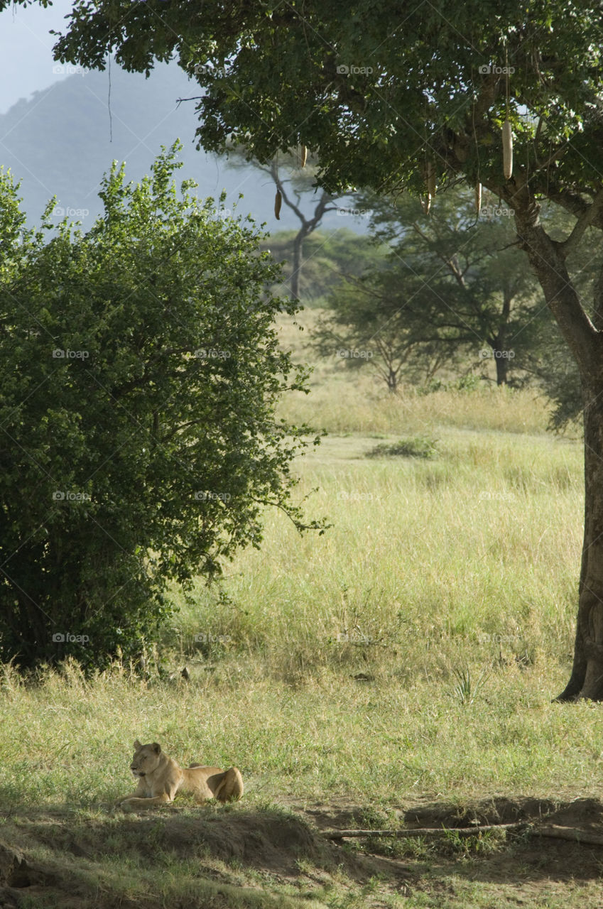 Lion testing in Serengeti national pak in Tanzania Africa.