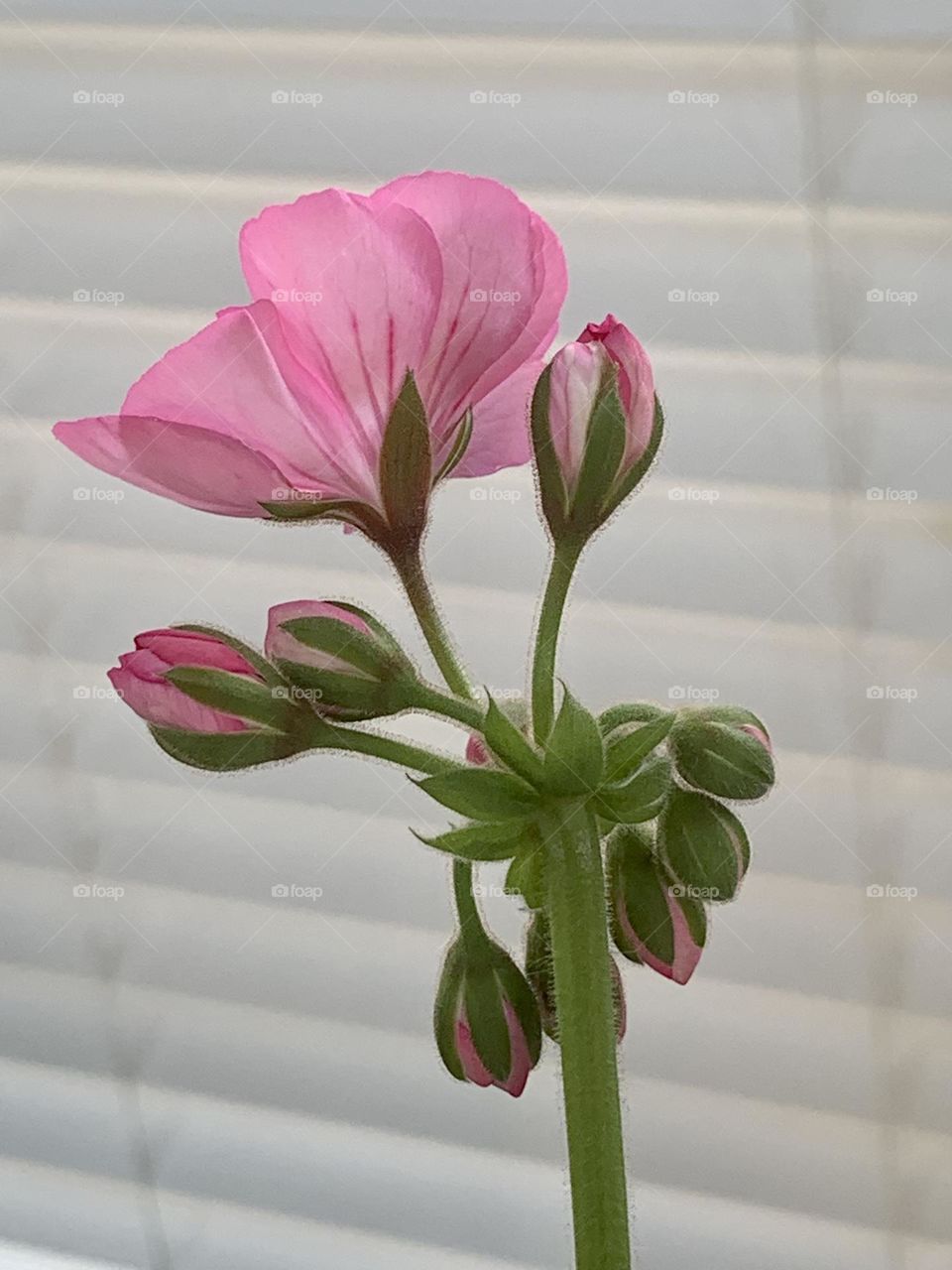 Pink bloom