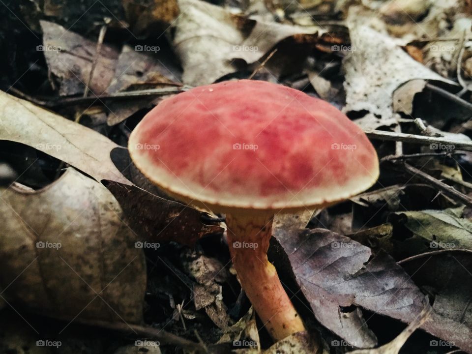 Reddish mushroom