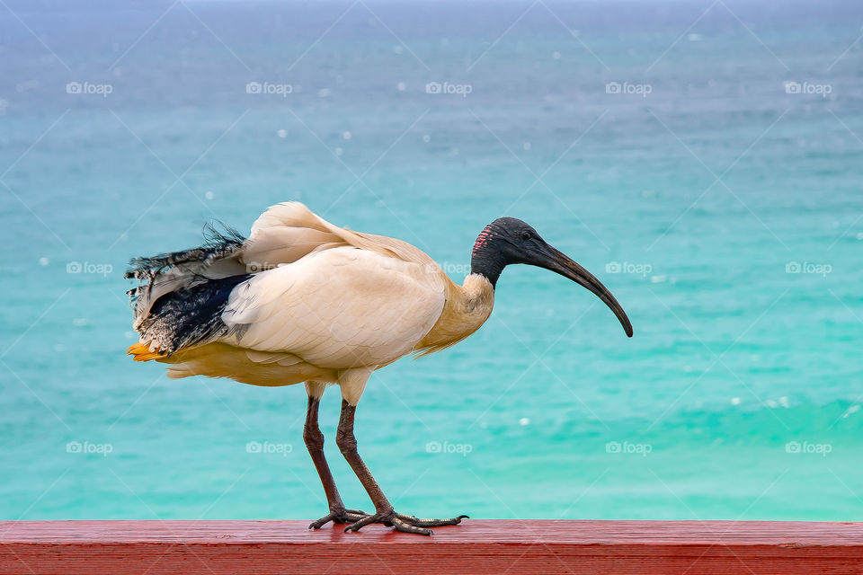 A bird ibis is sitting on the wooden railing with the ocean on background