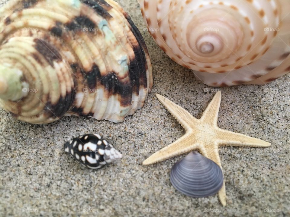 Starfish and seashells