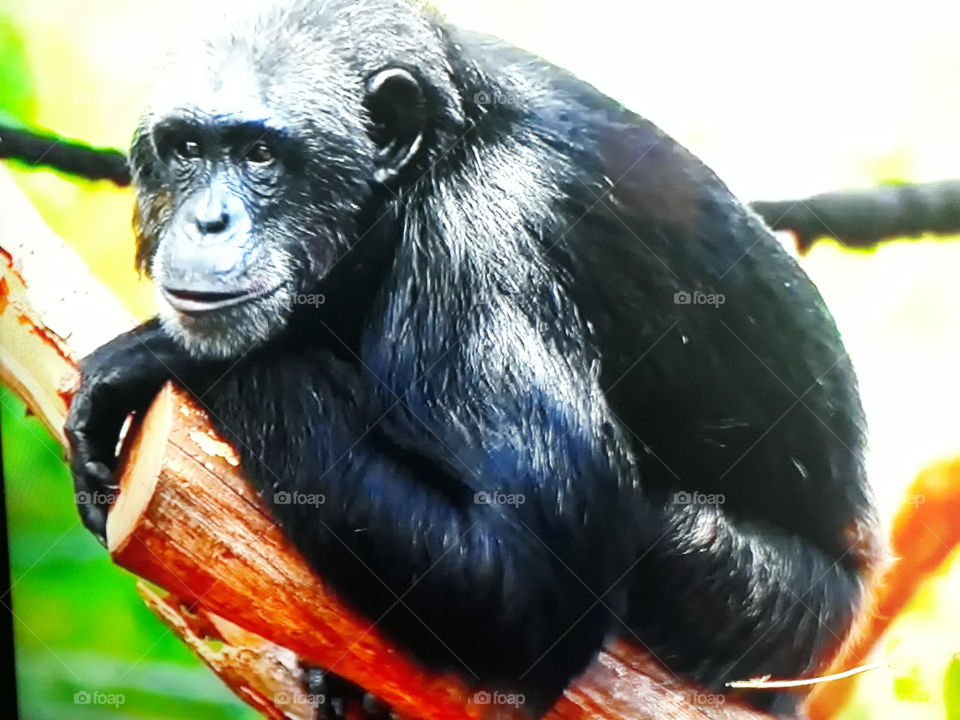 chimpanzee monkey with its shiny black fur resting on the trunk outside nature animal
