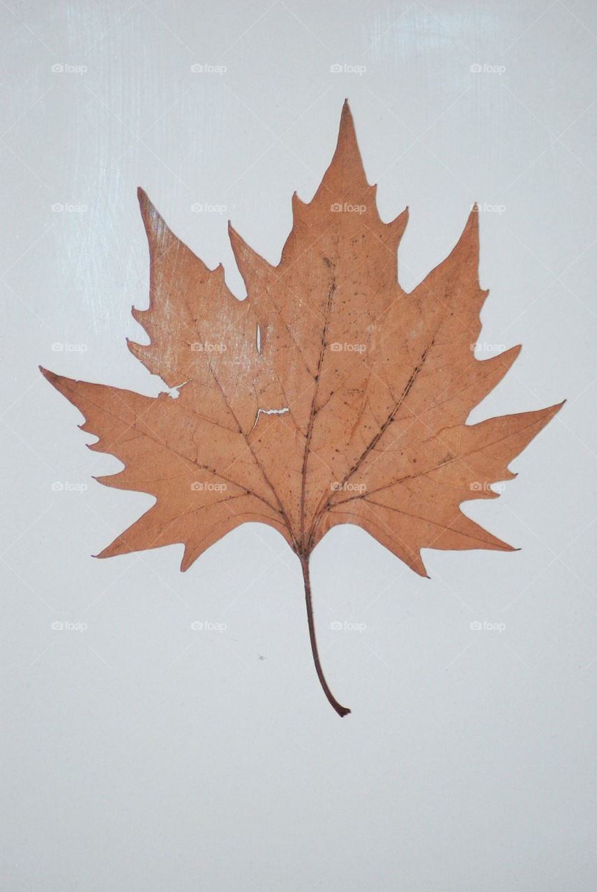 closeup leaves leaf portrait by geraltamirano