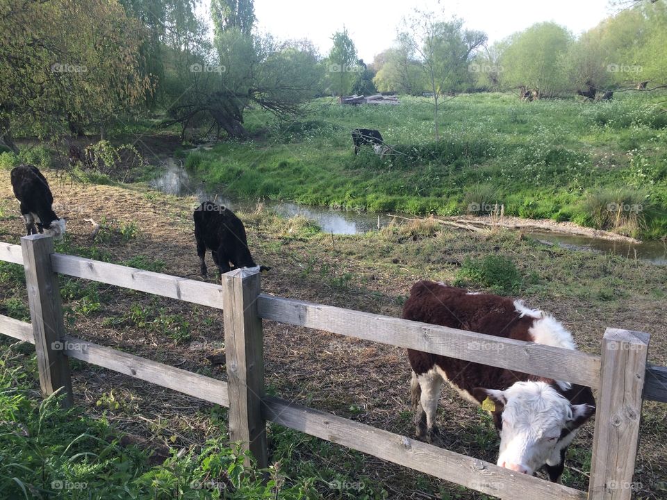 Cows in Cambridge